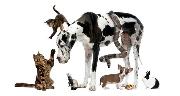 Greenfield Veterinary Clinic/ Wisconsin Logo